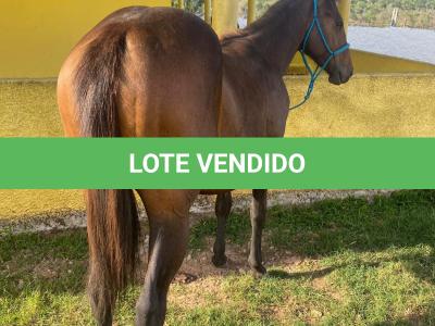 LOTE 011 - FLIKA APOLO DIEGO
