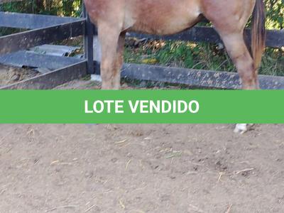 LOTE 005 - LORD DUAL PISTOL MG2