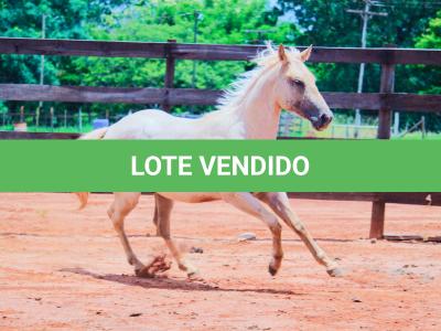 LOTE 016 - LAST BET VRA