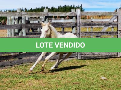 LOTE 004 - LADY SHINNING CHEX