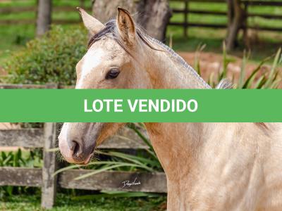 LOTE 007 - BARRO PRETO CATALUNHA