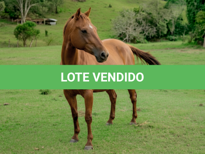 LOTE 015 - LUANA GRACE DEE