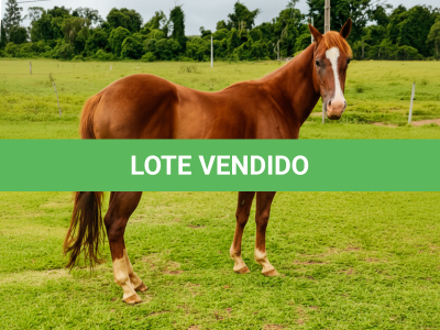 LOTE 011 - AKIRA LITTLE BOY (2x1 P+ HILIGHT GUN)