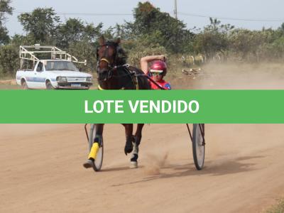LOTE 001 - REVELAÇÃO SR (Ventre com Cobertura Exclusiva)