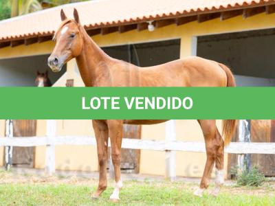 LOTE 010 - METALLIC BLUE JEANS