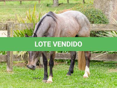 LOTE 006 - ROSA NEGRA DE SANTA CARMELITA