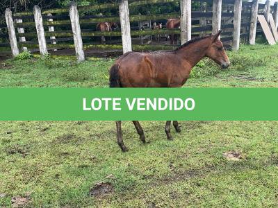 LOTE 021 - NOME A ESCOLHER (LENA DUAL HICK LCDP)