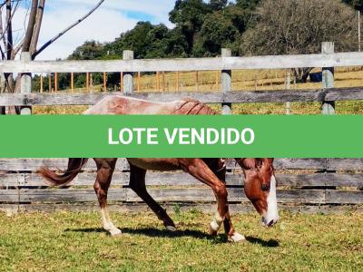 LOTE 006 - REYCIS GUNNER WHIZ