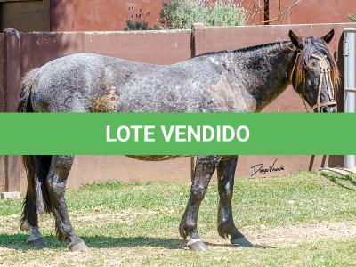 LOTE 010 - CAMPERA DA MARCA ANTIGA