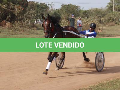 LOTE 004 - A.A SERPENT MALIBU (Ventre com Cobertura Exclusiva)