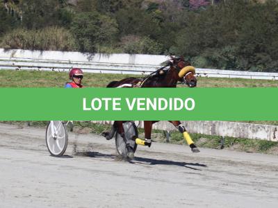 LOTE 001 - REVELAÇÃO SR (Ventre com Cobertura Exclusiva)