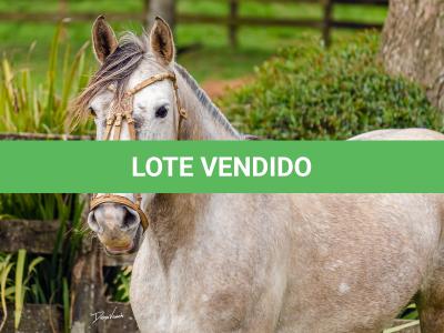 LOTE 004 - TACA CRIOLLA BIEN MANDADA