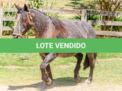 LOTE 010 - CAMPERA DA MARCA ANTIGA