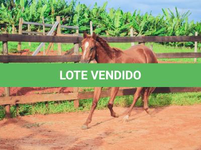 LOTE 017 - JACK FLYER