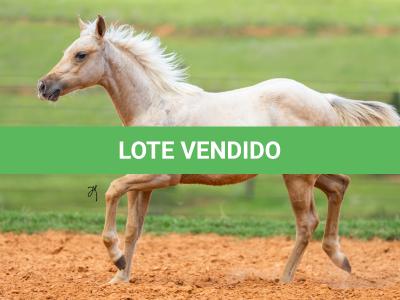 LOTE 006 - SHINE TO GUN WSR
