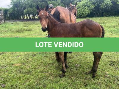 LOTE 021 - NOME A ESCOLHER (LENA DUAL HICK LCDP)