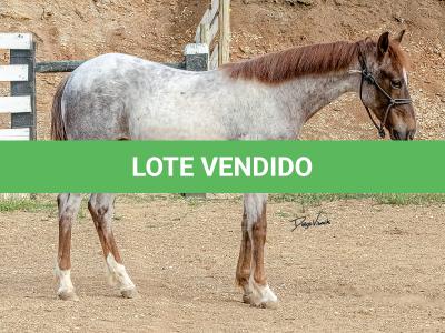 LOTE 017 - TIME WHIZ HOLLY CAT