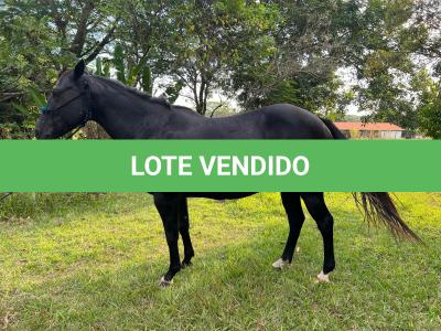 LOTE 002 - NOITE CASH (EMBRIÃO À SER EVETIVADO COM GARANHÃO - DARK SAN PINE - Reg: P195494 - QM - PO)