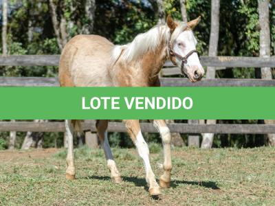 LOTE 014 - BLUE EYES FACE GUN