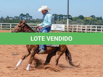 LOTE 018 - CD COBALT WHIZ