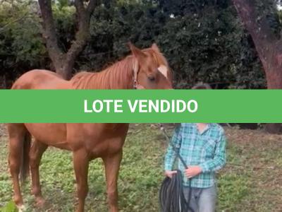 LOTE 009 - KING ZANA G2
