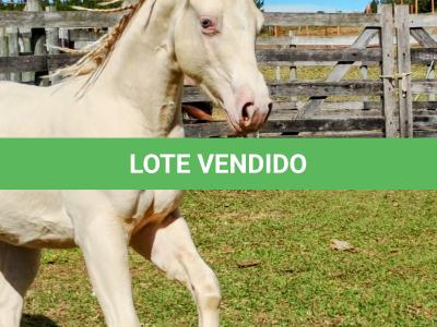 LOTE 004 - LADY SHINNING CHEX