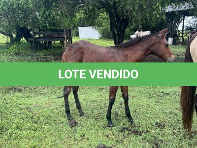 LOTE 019 - NOME A ESCOLHER (POCO MELODYS MG2)