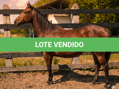 LOTE 015 - GRAY PEPPY WHIZ MG2