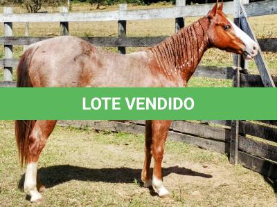 LOTE 006 - REYCIS GUNNER WHIZ