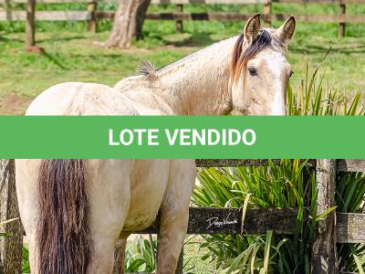 LOTE 007 - BARRO PRETO CATALUNHA