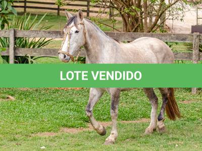 LOTE 004 - TACA CRIOLLA BIEN MANDADA
