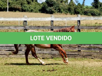 LOTE 006 - REYCIS GUNNER WHIZ