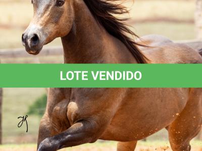LOTE 001 - UNFORGETTABLE DUNIT