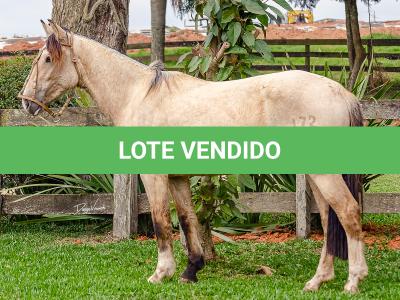 LOTE 007 - BARRO PRETO CATALUNHA