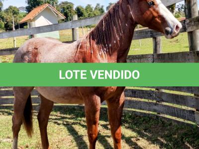 LOTE 006 - REYCIS GUNNER WHIZ