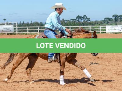 LOTE 018 - CD COBALT WHIZ