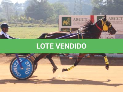 LOTE 003 - RB P MONICK  (Ventre com Cobertura Exclusiva)