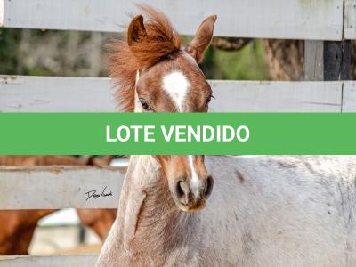 LOTE 017 - TIME WHIZ HOLLY CAT