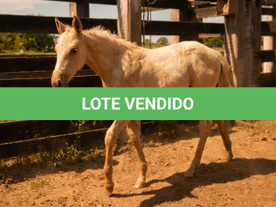 LOTE 014 - NOME A ESCOLHER