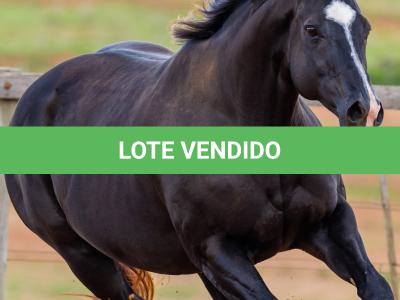 LOTE 005 - GRANITA DASH