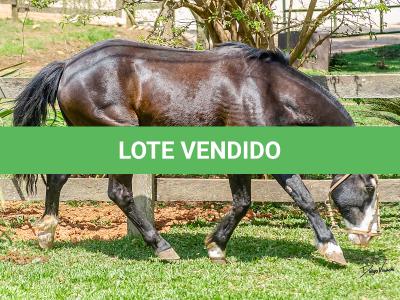 LOTE 012 - UTRILLO DO RINCÃO  DAS HORTÊNCIAS