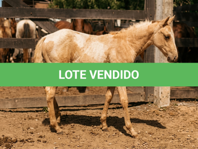 LOTE 014 - NOME A ESCOLHER