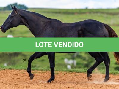 LOTE 005 - GRANITA DASH
