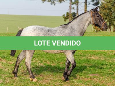 LOTE 011 - BOTECO DO RIO DA ONÇA