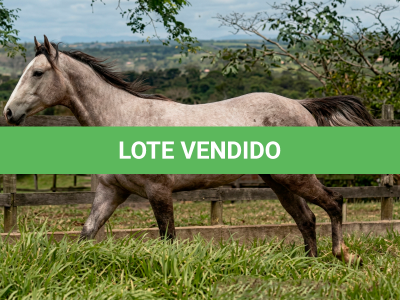 LOTE 002 - DON PRIMO ROXO FON