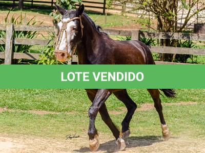 LOTE 012 - UTRILLO DO RINCÃO  DAS HORTÊNCIAS