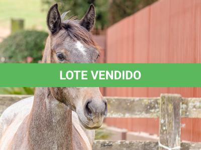LOTE 006 - ROSA NEGRA DE SANTA CARMELITA