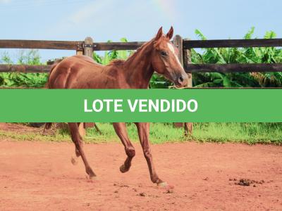 LOTE 017 - JACK FLYER