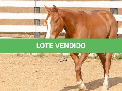 LOTE 015 - DINA ROOSTERS GUN