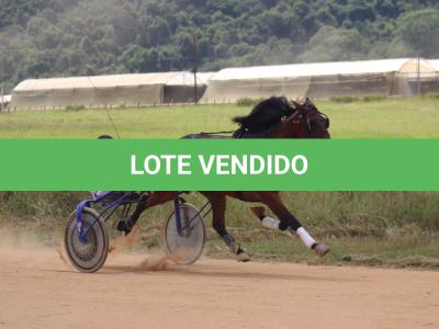 LOTE 004 - A.A SERPENT MALIBU (Ventre com Cobertura Exclusiva)